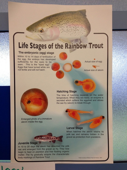 Trout in the Classroom 1 - Ms. Shannon's Class
